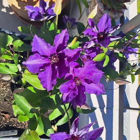 Pensión Smjestaj Latica