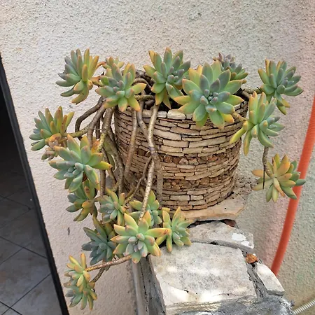 Smjestaj Latica Pensión Vela Luka